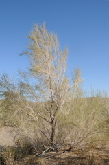 Haloxylon persicum