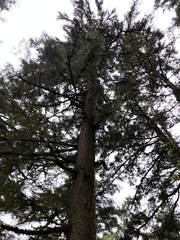 Picea morrisonicola