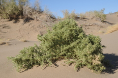 Horaninovia ulicina