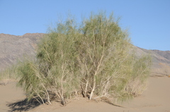 Haloxylon persicum