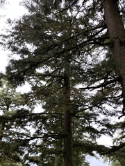 Picea morrisonicola