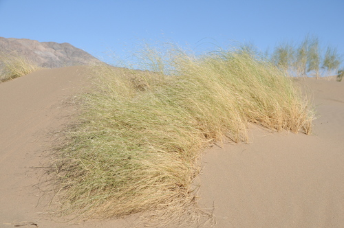 Stipagrostis pennata