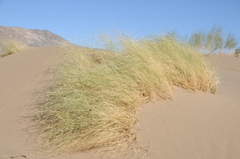 Stipagrostis pennata