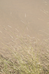 Stipagrostis pennata