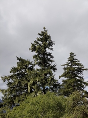 Picea morrisonicola