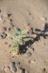 Heliotropium arguzioides