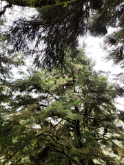 Picea morrisonicola