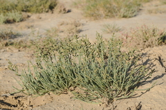 Anabasis salsa
