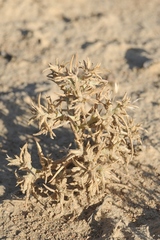 Halimocnemis macrantha