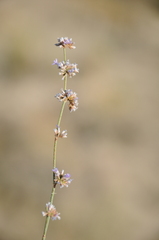 Limonium frutescens