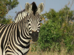 Equus quagga chapmani
