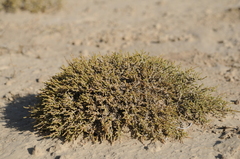 Nanophyton iliense