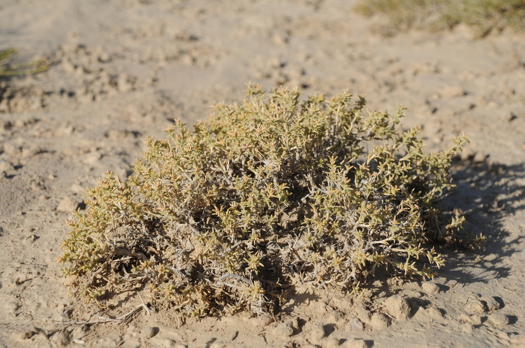 Arthrophytum longibracteatum