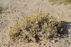 Arthrophytum