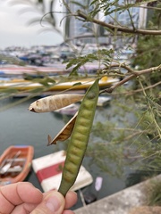 Leucaena