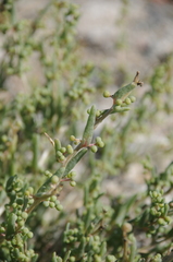 Bienertia cycloptera