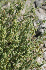Bienertia cycloptera