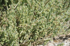 Bienertia cycloptera
