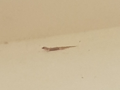 Gehyra mutilata