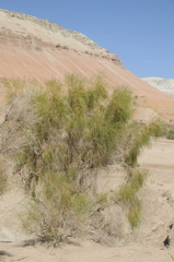 Haloxylon ammodendron