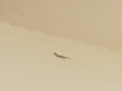 Gehyra mutilata