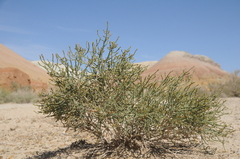 Arthrophytum balchaschense