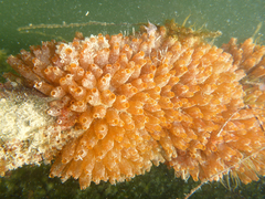 Ecteinascidia turbinata
