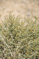Arthrophytum balchaschense