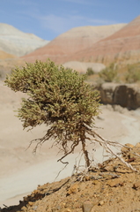Arthrophytum iliense