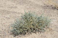 Anabasis eriopoda
