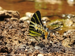 Graphium antiphates