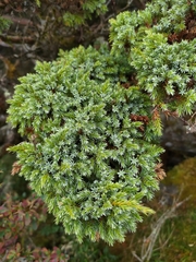 Juniperus squamata