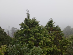 Chamaecyparis formosensis