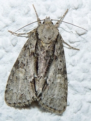 Acronicta strigosa
