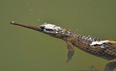 Crocodylus johnstoni