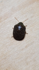 Diolcus chrysorrhoeus