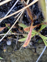 Drosera arcturi