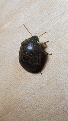 Diolcus chrysorrhoeus