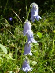 Campanula barbata