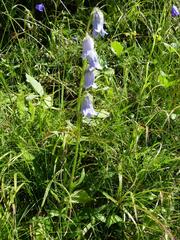 Campanula barbata