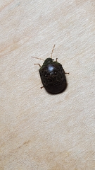 Diolcus chrysorrhoeus