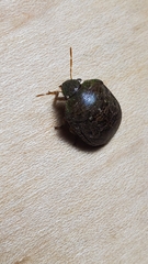 Diolcus chrysorrhoeus