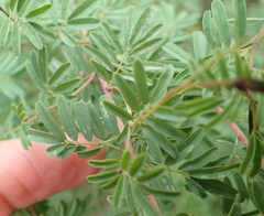 Indigofera tristis