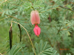 Indigofera tristis