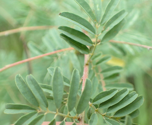 Image of Indigofera tristis by no rights reserved