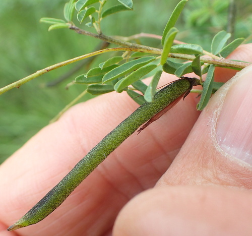 Image of Indigofera tristis by no rights reserved