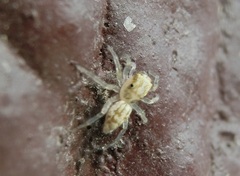 Phintelloides versicolor