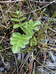 Gingidia montana