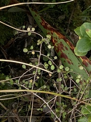 Myrsine divaricata