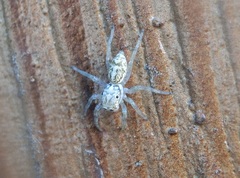 Phintelloides versicolor